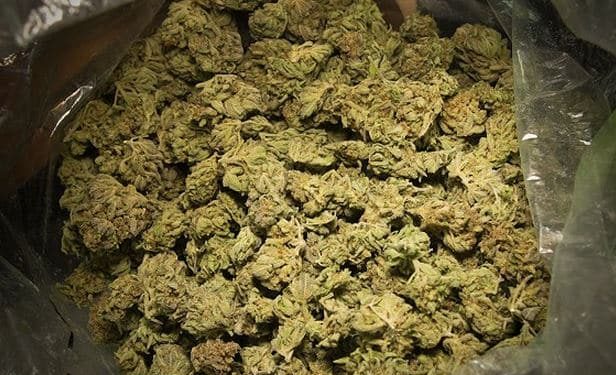Woman jailed for possessing 3 buckets of weed