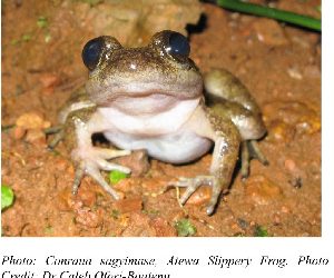 New frog Species ‘conraua sagyimase’ discovered in Atewa rain forest reserve