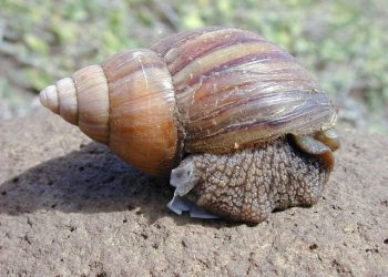 US border agents seize 15 giant snails from passenger from Nigeria