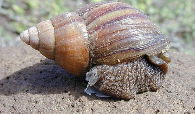 US border agents seize 15 giant snails from passenger from Nigeria