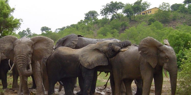 One dies from elephant attack in East Mamprusi municipality