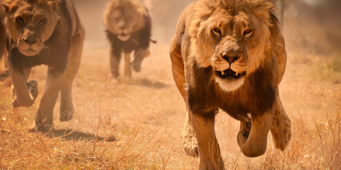 Lions kill three children in northern Tanzania