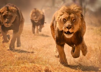 Lions kill three children in northern Tanzania