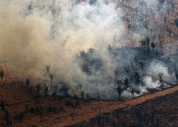 Brazil: Amazon sees worst deforestation levels in 15 years