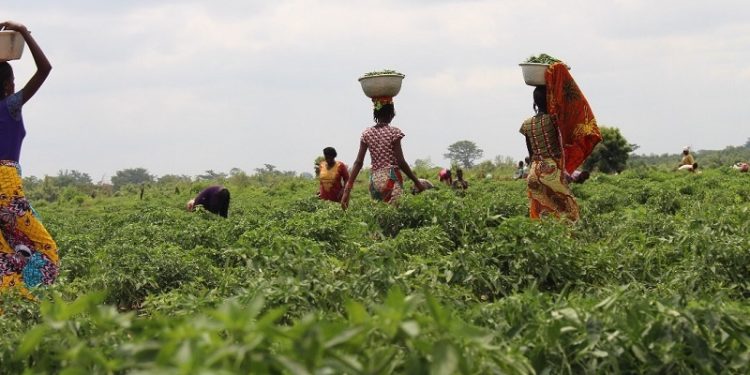 Ghana will not suffer food shortages – Agric Ministry