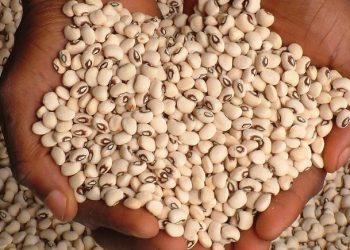 Price of beans shoots up by 100%