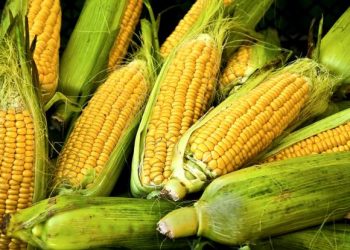 5 men arrested for stealing