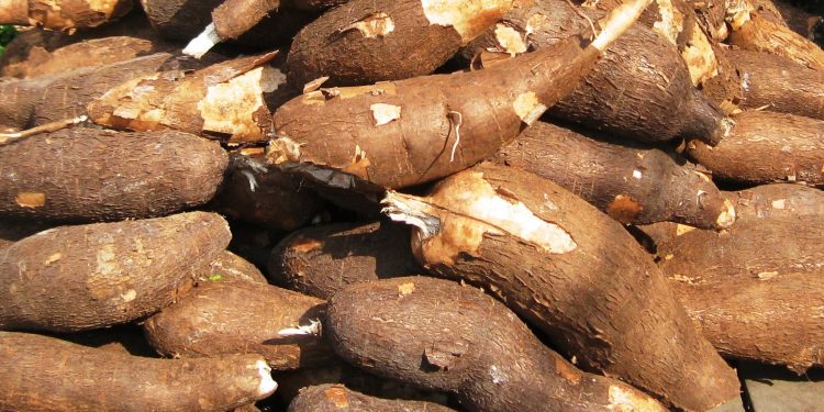 Cassava imported from China, others is for industrial purpose – Agric Ministry