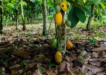 Ivory Coast rain helps early growth of cocoa main crop, farmers say