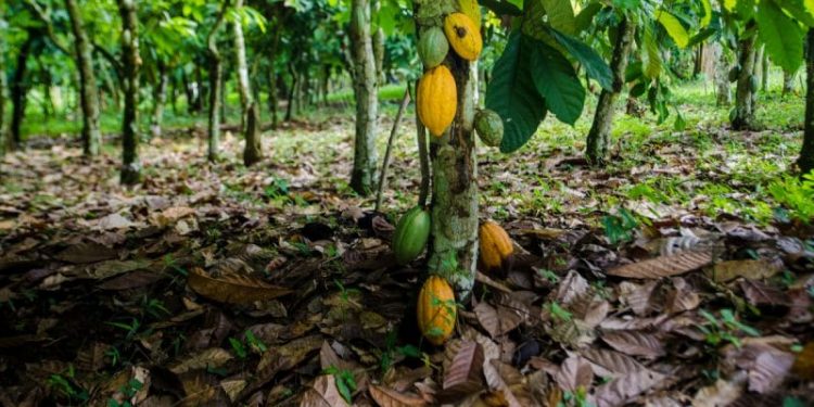 Ivory Coast rain helps early growth of cocoa main crop, farmers say
