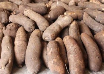 Ghana is now world’s largest exporter of yam – GEPA