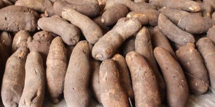 Ghana is now world’s largest exporter of yam – GEPA