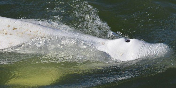 France whale: Hopes fading for lost mammal stuck in River Seine￼