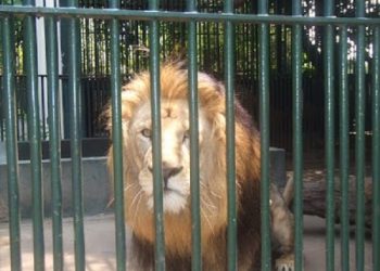 Man killed by lion at Accra Zoo in an alleged attempt to steal cub
