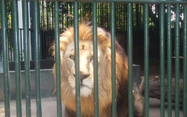 Man killed by lion at Accra Zoo in an alleged attempt to steal cub