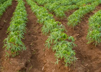 25-year-old man kills colleague over cassava farm