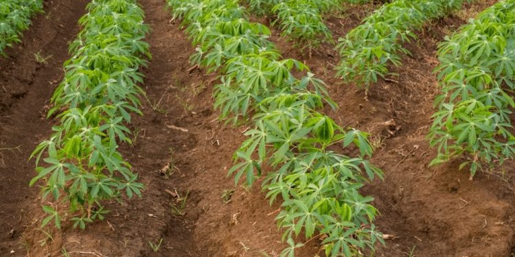 25-year-old man kills colleague over cassava farm