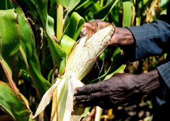 Tanzania to step up vigilance after Kenya nods to GMO tech