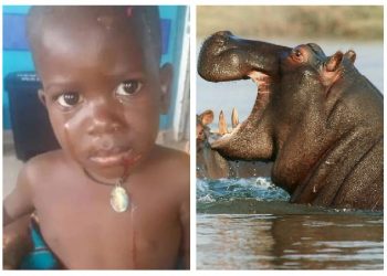 2-year-old Ugandan boy survives after hippo swallows him before spitting him out