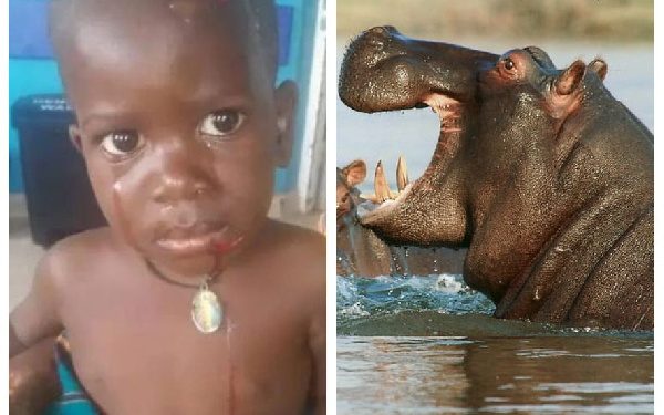 2-year-old Ugandan boy survives after hippo swallows him before spitting him out