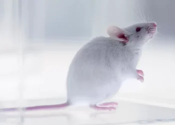 Scientists create mice with two biological fathers