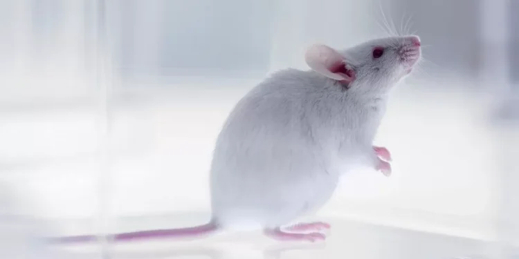 Scientists create mice with two biological fathers