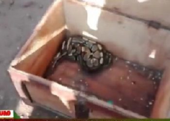 ‘Sakawa Boys’ return money-vomiting snake to spiritualist