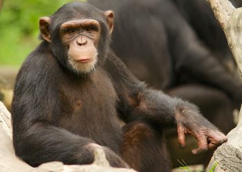 Liberia: Man facing prosecution for giving chimpanzee excessive alcohol and cigarettes