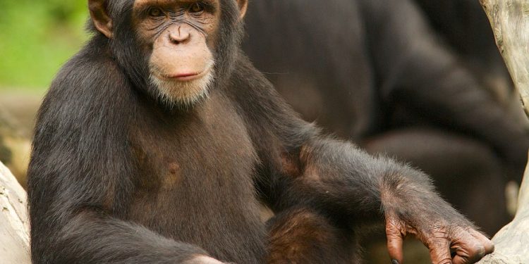 Liberia: Man facing prosecution for giving chimpanzee excessive alcohol and cigarettes