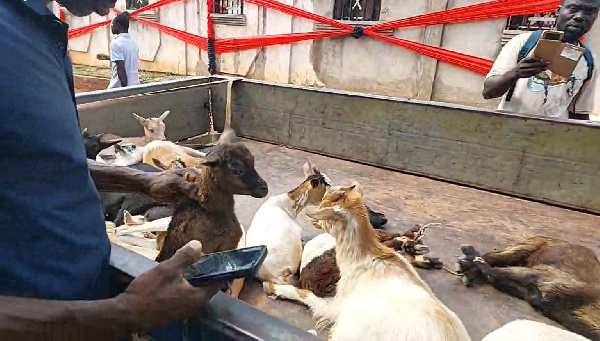 Confusion rocks Berekum as queen mother banishes goats