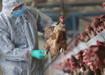 GH¢1.8m bird flu compensation can’t be accounted