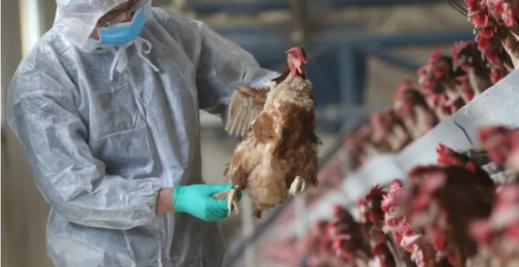 GH¢1.8m bird flu compensation can’t be accounted