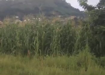 Nkawkaw Sports Stadium turned into maize farm