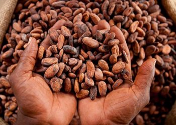 New farm-gate cocoa price is a rip-off to hardworking cocoa farmers – John Mahama