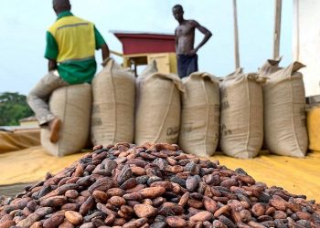 COCOBOD: Cocoa smuggling making Ghana lose nearly 200,000 metric tonnes of cocoa beans