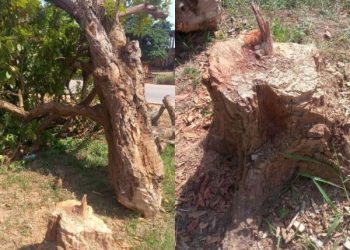 300-year-old tree planted by Komfo Anokye cut down by unknown person