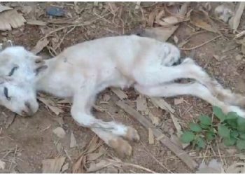 Lamb born with two conjoined heads sparks fears, panic at Sefwi-Wenchi