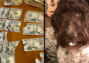 Dog chews up to $4,000 of owners cash