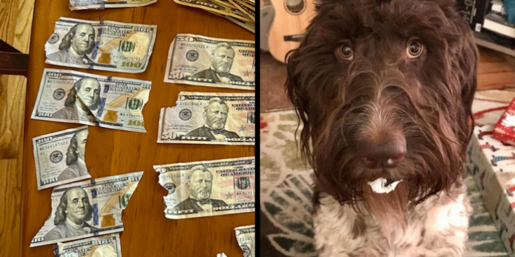 Dog chews up to $4,000 of owners cash