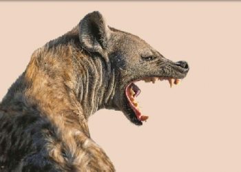 Hyena attacks on the rise in Kenya