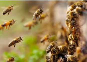 One dead as bees attack church during Good Friday service