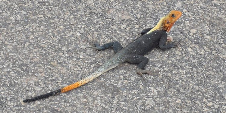 Adeiso: Students abandon school to hunt for lizards to sell to ritualists