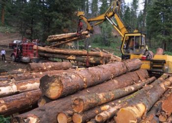 Wood shortage looms as 75 out of 100 local timber manufacturing companies collapse