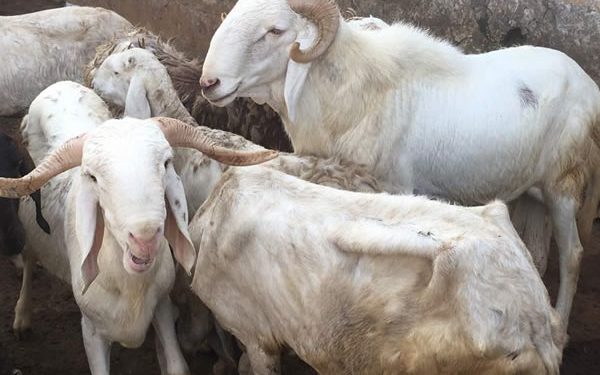 Drobo Traditional Council sets GHs6k, six sheep as fine for sharing viral nude videos